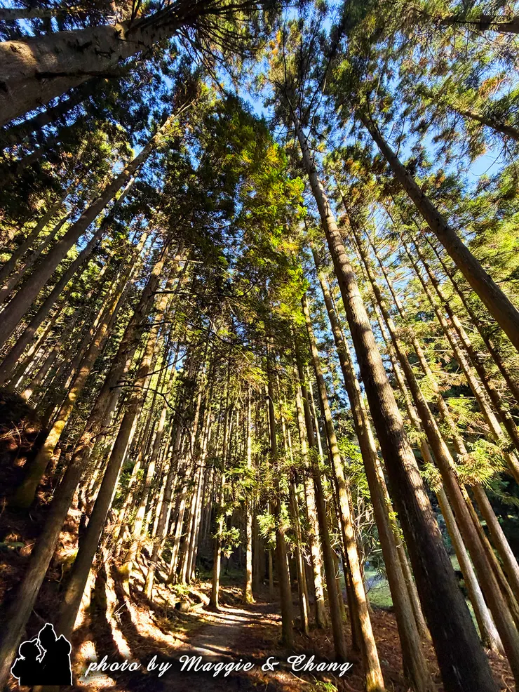 陽光在柳樹林間灑下
