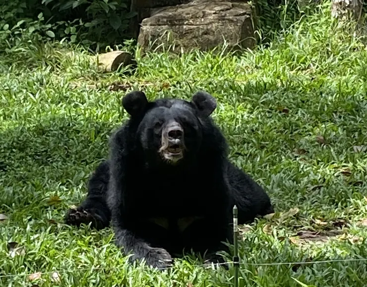 雖然吃素但是看起來不好惹