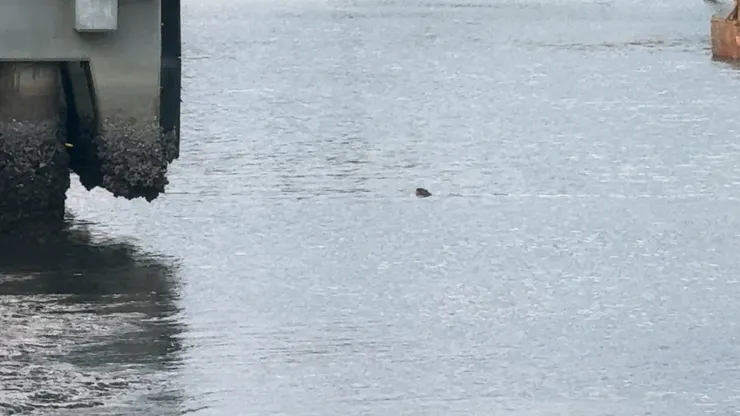 走到出海口的地方還看到一小群海豹，可惜離我們超遠拍得不是很清楚。