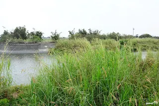 自北岸往大林方向拍