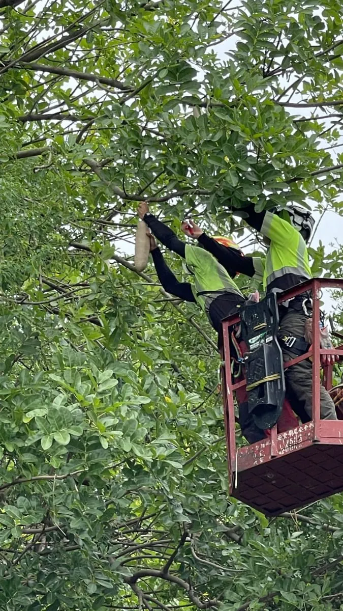 臘腸樹採果,因為在停車格正上方,學校很緊張怕砸壞車子,我們繞過去協助處理,這沒有收費,但這就是我們的精神。
