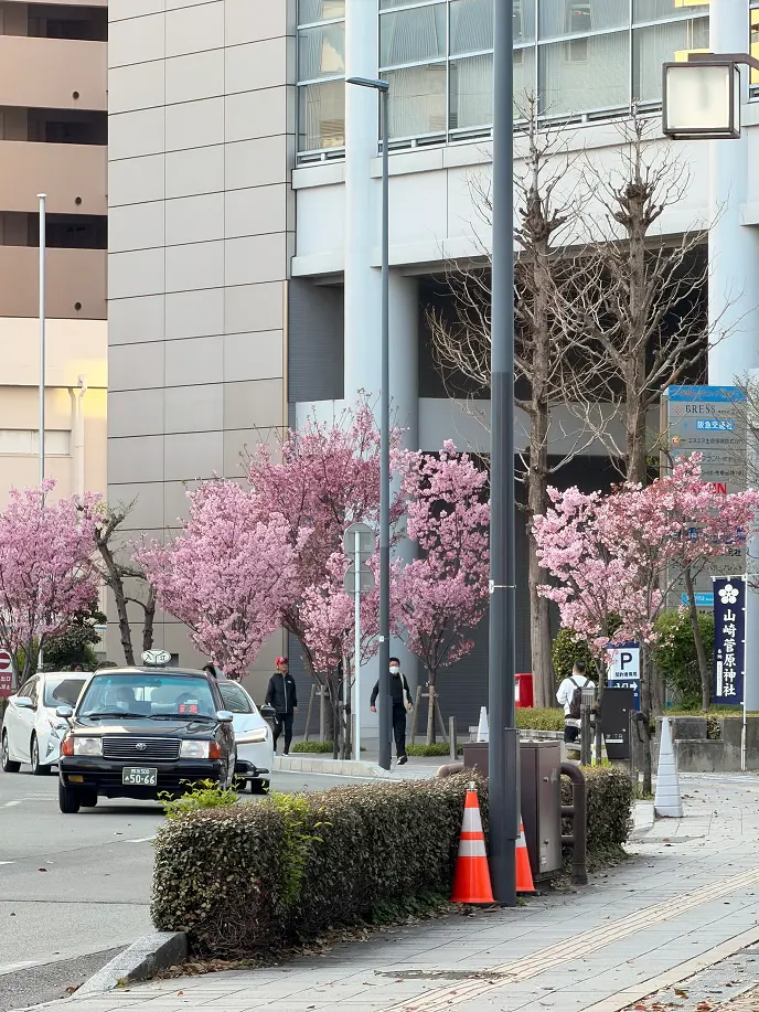 去熊本城中途的櫻花搶先滿開😆