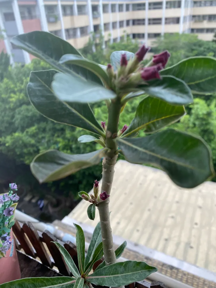 2024.5.24的沙漠玫瑰