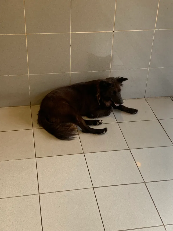 涼冷氣的小動物們。