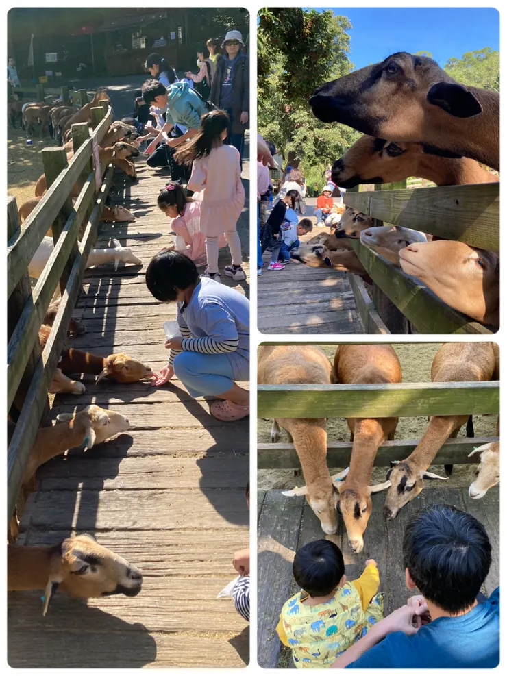 這區的羊兒餵食也是很熱門