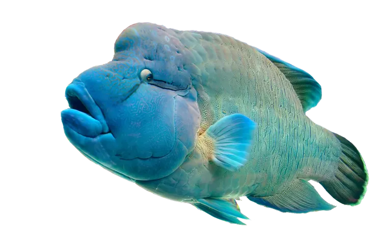 蘇美魚頭頂像戴了一頂拿破崙帽