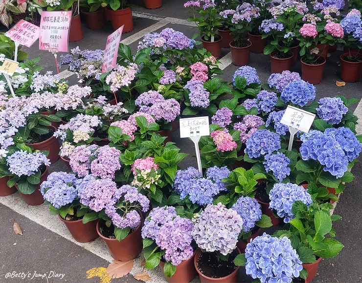 新竹假日花市/圖片來源:Betty's Jump Diary