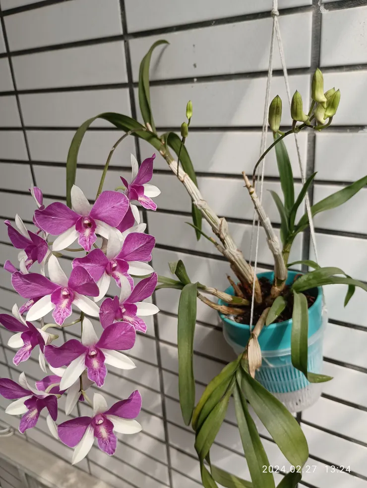 本以為花開一株，今再冒出二花苞