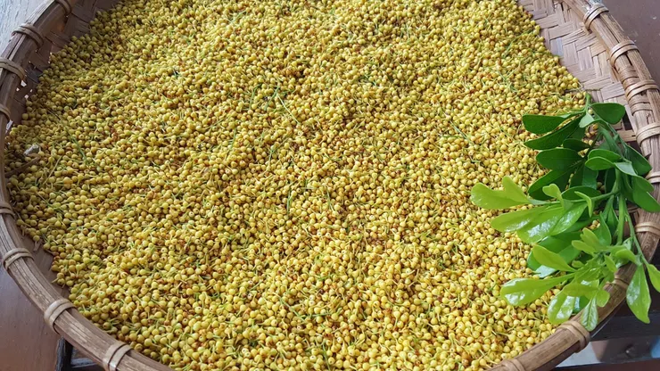 樹蘭花的功效:可薰茶、提煉香精,具有解鬱、醒酒、清肺、止煩渴的作用。