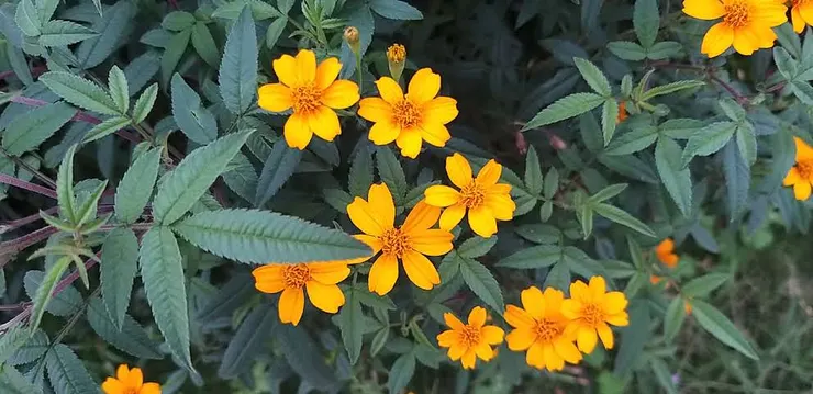 路上活力滿滿的小菊花