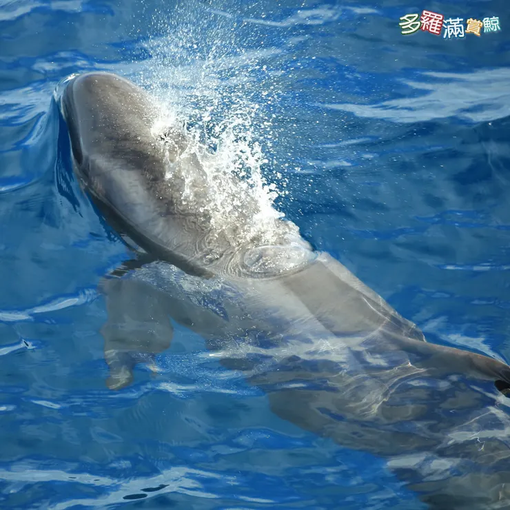 多羅滿賞鯨小虎鯨