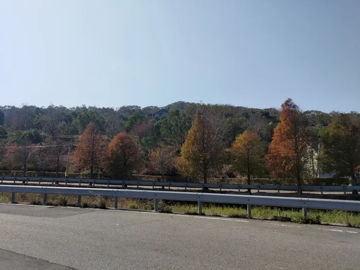 我路邊隨便拍拍，拍出不太美的落羽松