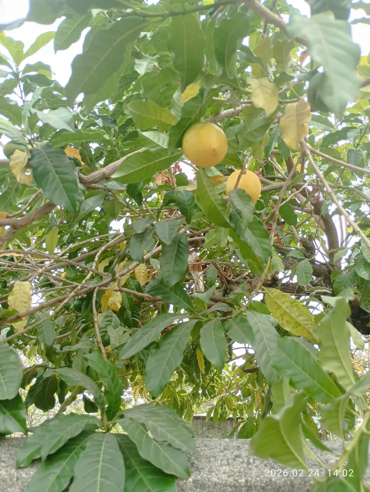 黃金果，果肉白透黑子，皆自拍攝