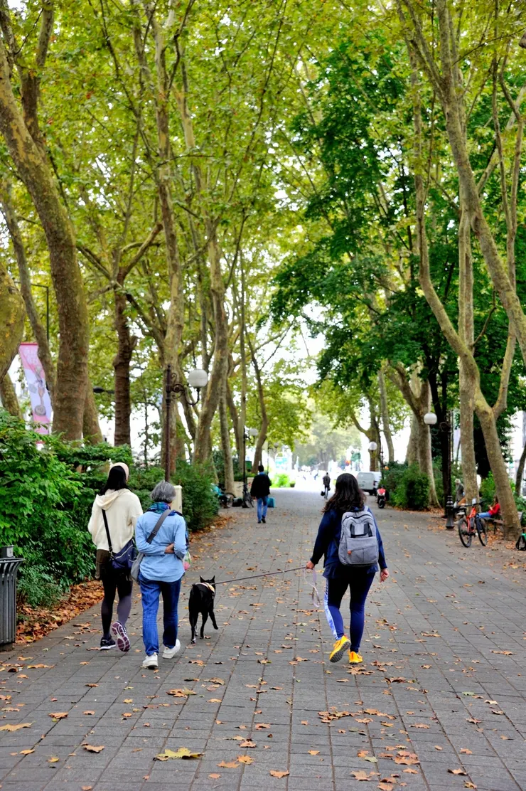 【不趕行程四人一狗漫步林蔭下】