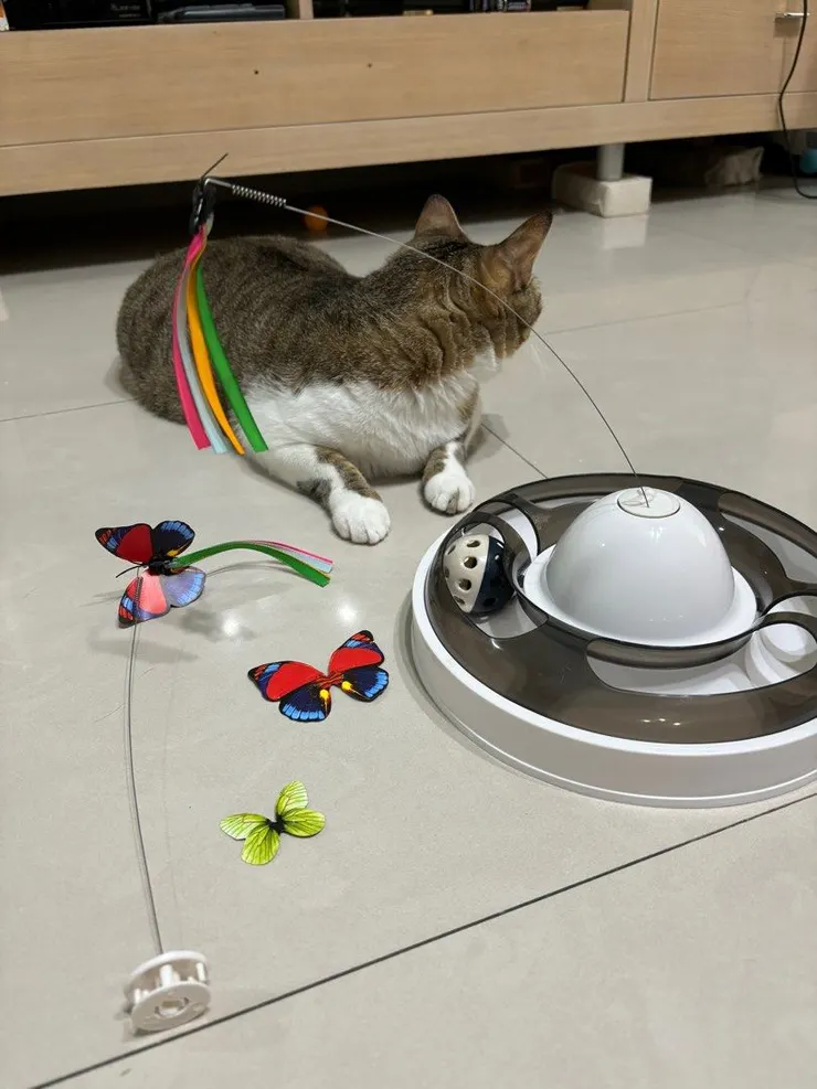 試著放置一些貓咪喜歡的玩具，轉移貓咪喜歡去浴室的行為