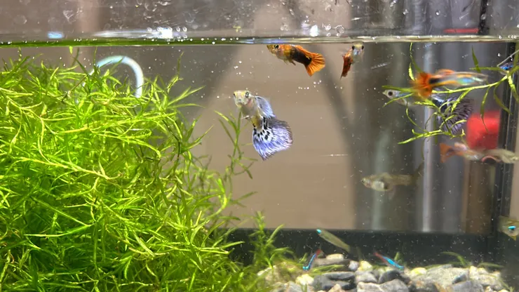 水草應該是培養有益的菌種