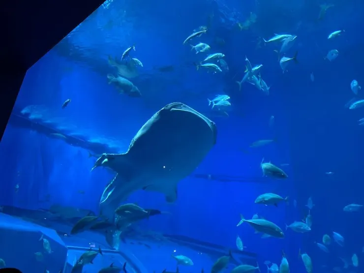 2020追加：美ら海水族館內。