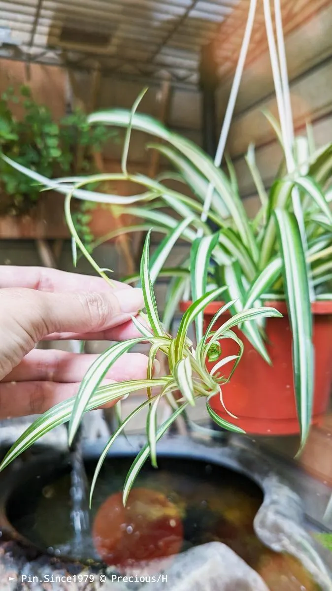 剪下母盆的植株寶寶