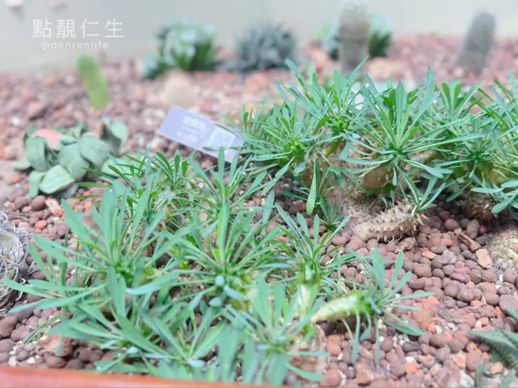 可愛 像沙漠玫瑰？的多肉｜台北典藏植物園
