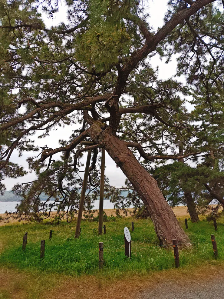 天橋立公園 松並木