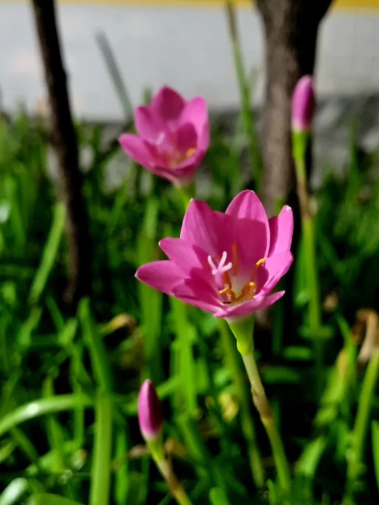 Day 24路邊小小小花 小卻亮眼