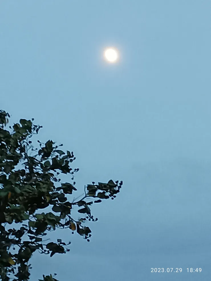 花斜處弦月遙伴