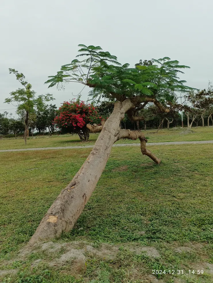 山陀兒把公園的二顆高大鳳凰木吹倒，今幸活了下來