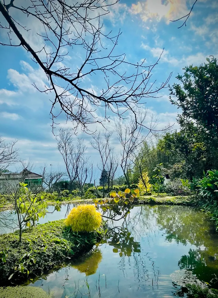 靜靜的水池水面倒映著藍天、綠葉、枯枝，美的像幅畫
