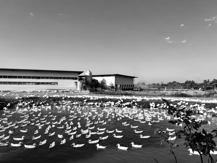 濁水溪畔的養家人家,鴨鴨可愛