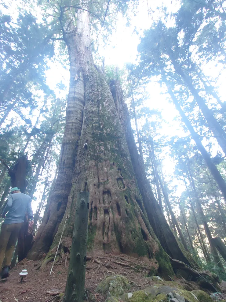 神木的樹幹打上鋼筋，這是方便巡山員攀爬維修避雷針的用途