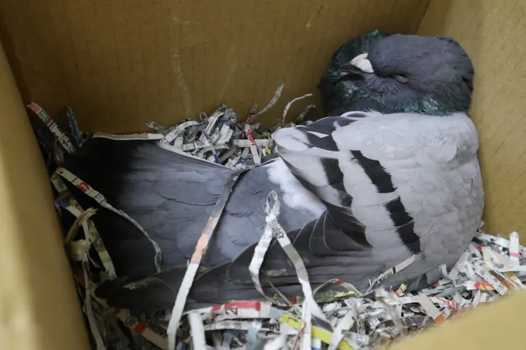 貌似進入休息狀態的賽鴿