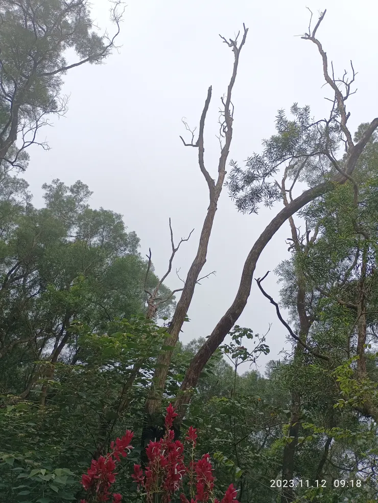 相思密林，靉靆風吹曲