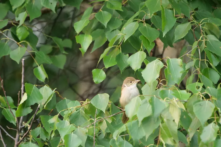 厚嘴葦鶯也是常見鳥，這隻是幼鳥，成鳥在下方片段