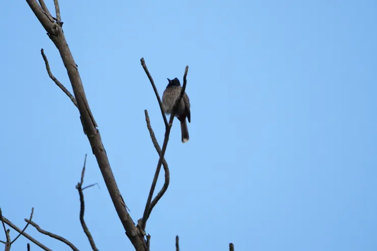 Red-vented Bulbul 在斯里蘭卡隨處可見，導游叫牠做Our Man，代表牠是大衆的鳥，基本上每天也會見到
