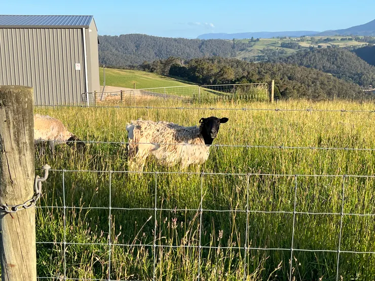 觀景台旁邊是一個牧場，羊很困惑地看著我們😆