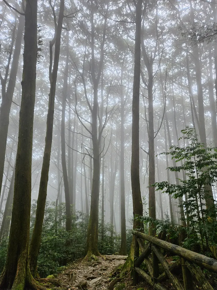 回程時,雲霧繚繞,走在迷霧杉林裡,宛若仙境,好迷人舒適的氣溫阿!