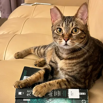 珊迪書荒急診室的沙龍