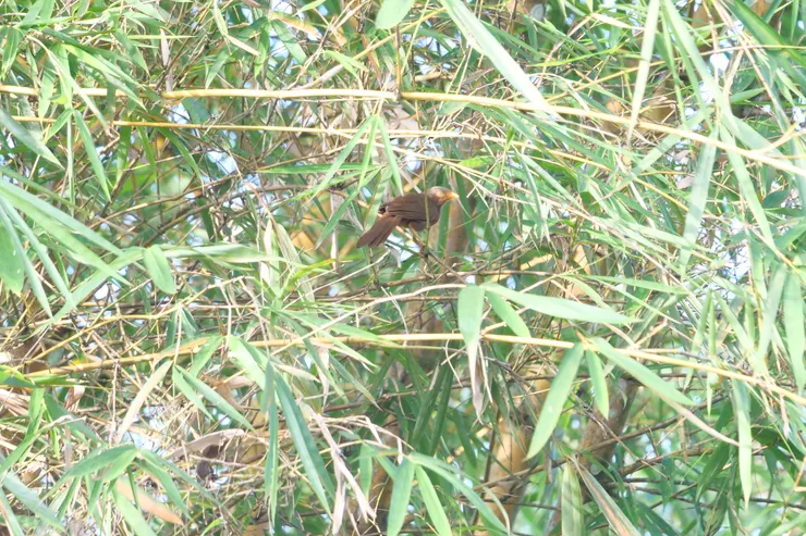 橙色嘴的Orange billed Babbler