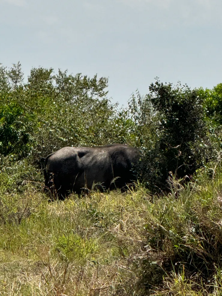 只有牛屁屁~他在吃草!(水牛 buffalo)