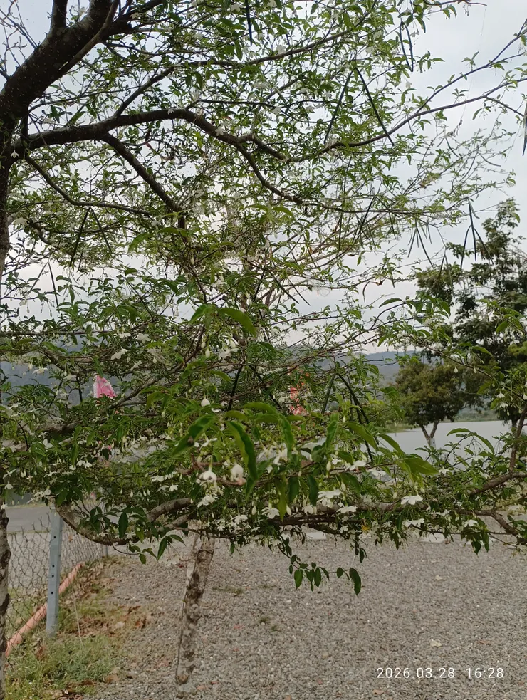 水梅香銷東風殘