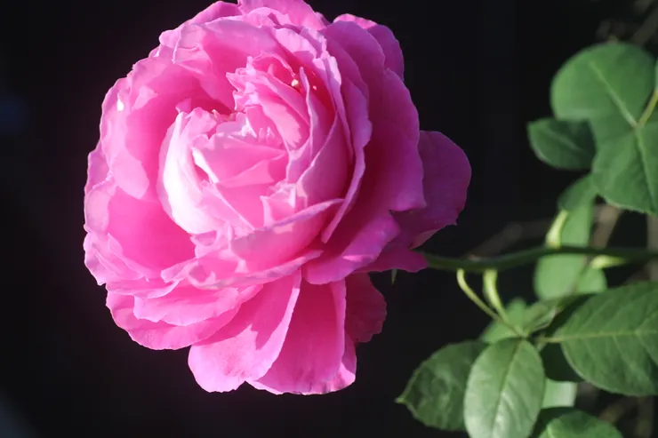 形似包心菜的牡丹月季