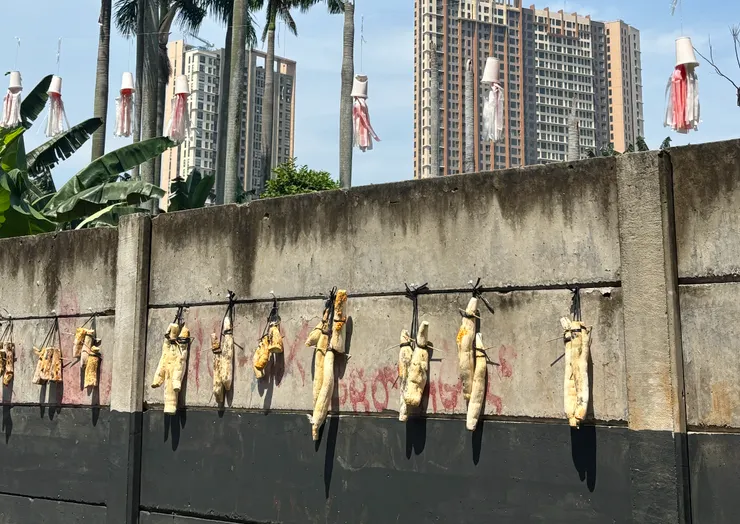 社區圍牆上曬著木薯