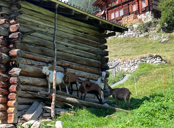 躲著太陽的羊咩咩