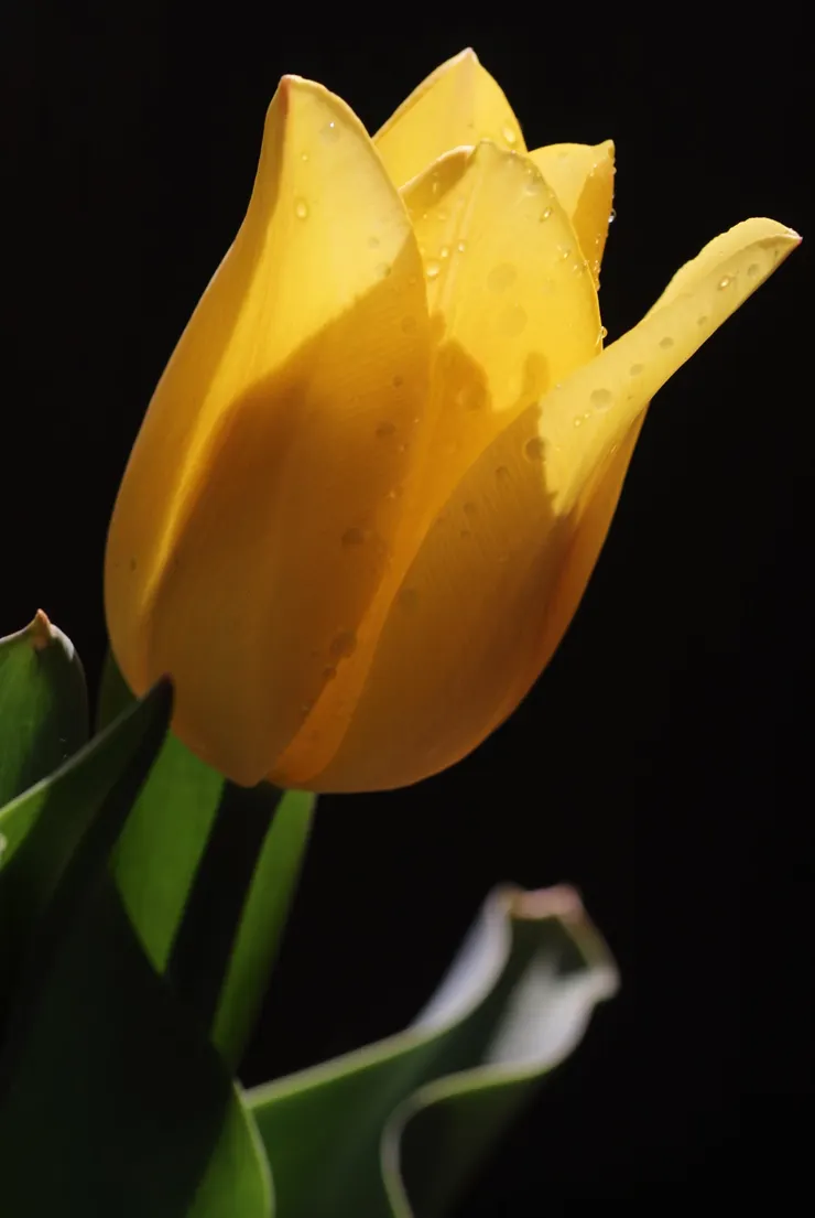 鬱金香，沒有香味與繁複的花瓣，只憑簡潔的造形與明豔色彩就擄獲世人的心。