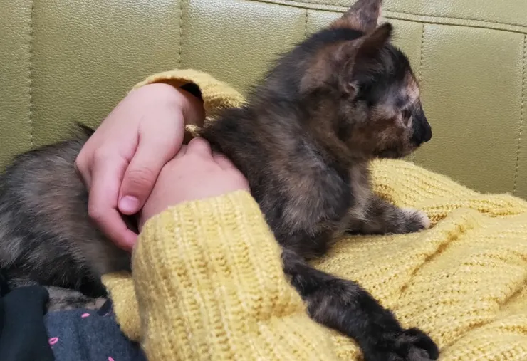 小花本貓。長得一副畫素很低的樣子。