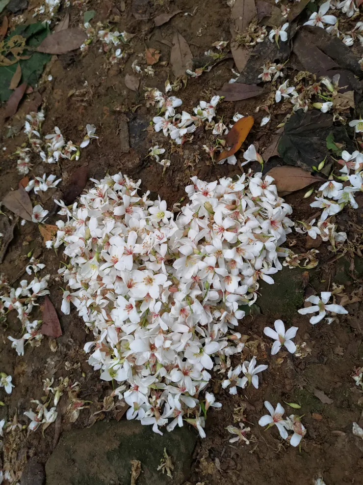 圖片來源：自攝