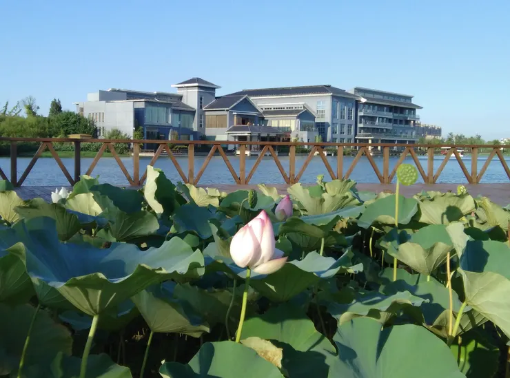 大丰城東濕地公園(自拍)