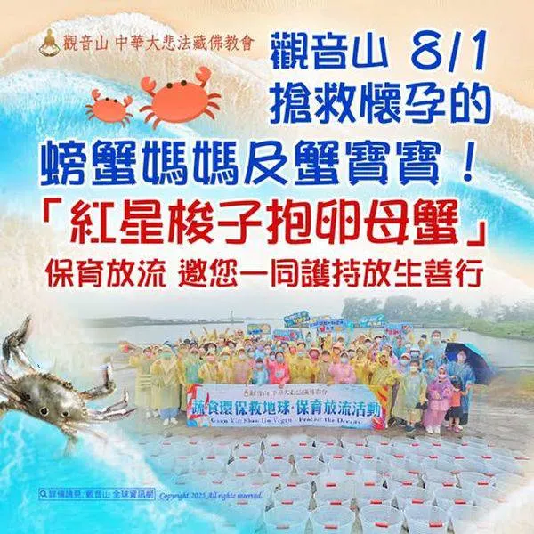 觀音山 保育放流~守護待產抱卵母蟹