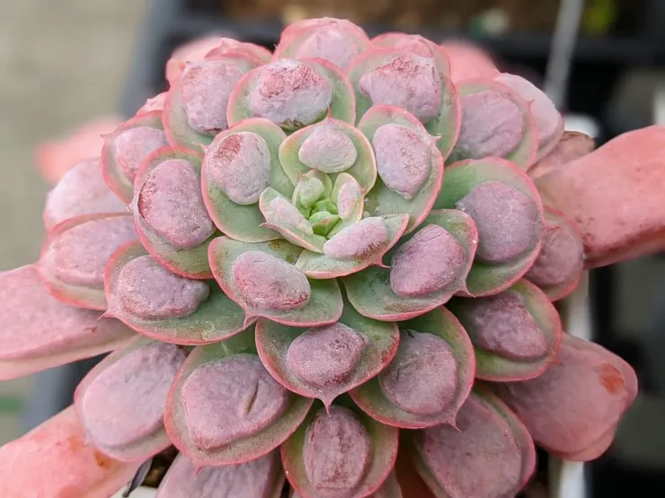 媽媽的多肉植株