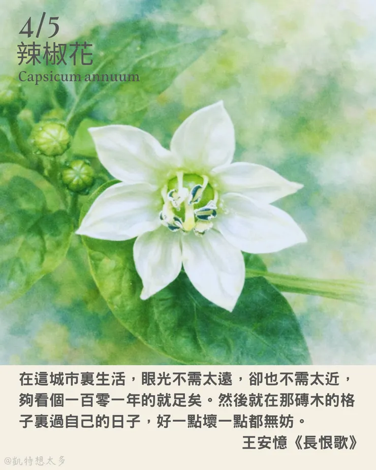 辣椒花×王安憶《長恨歌》
